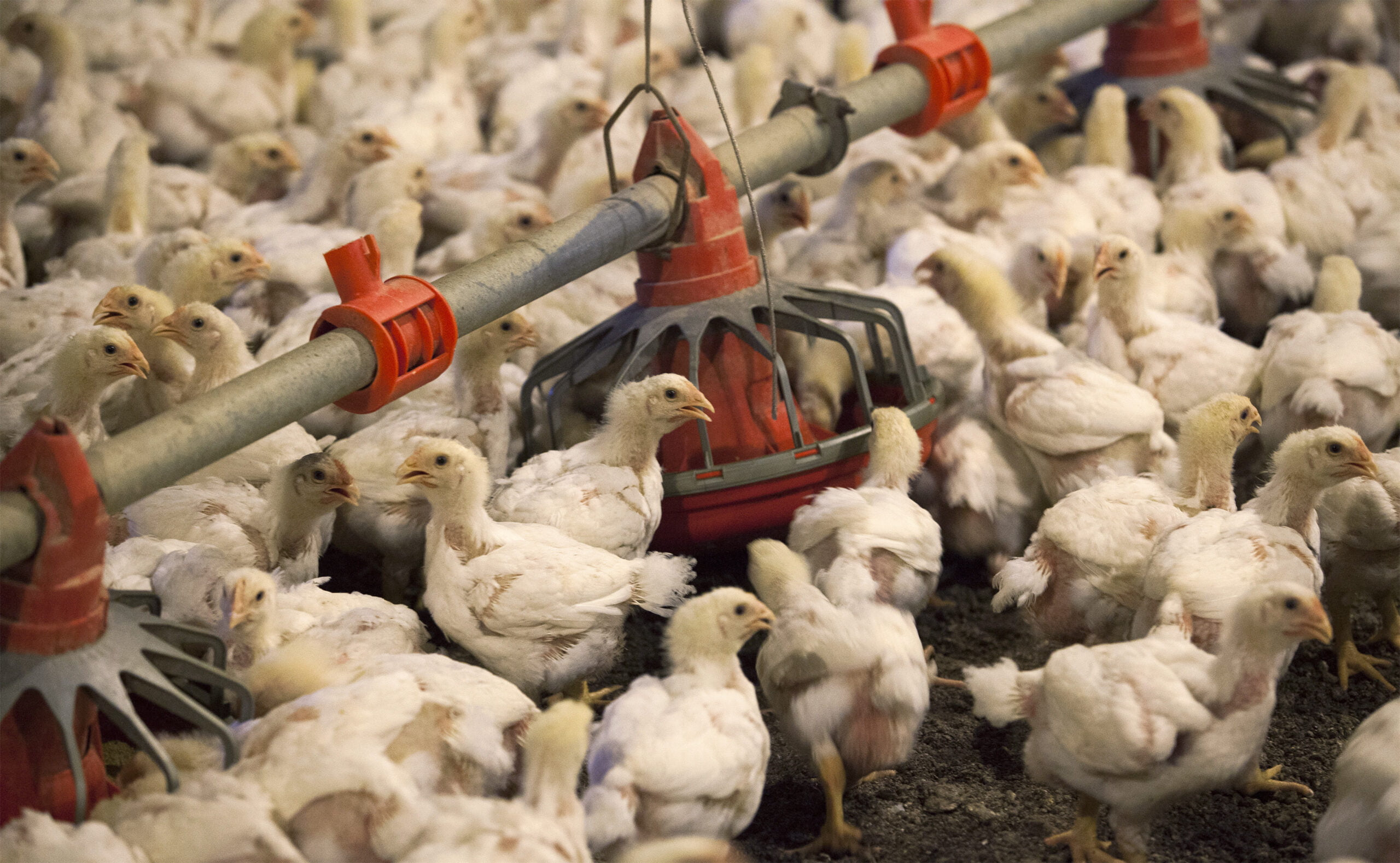 Avian Influenza Crisis Unfolds: culling in Ohio Farm 2023