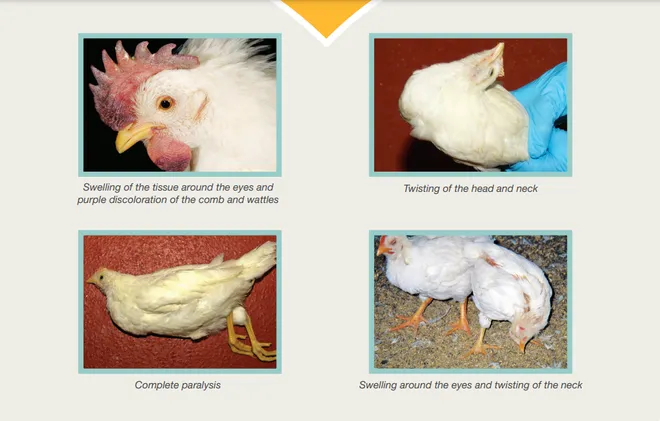 Avian Influenza Crisis Unfolds: culling in Ohio Farm 2023