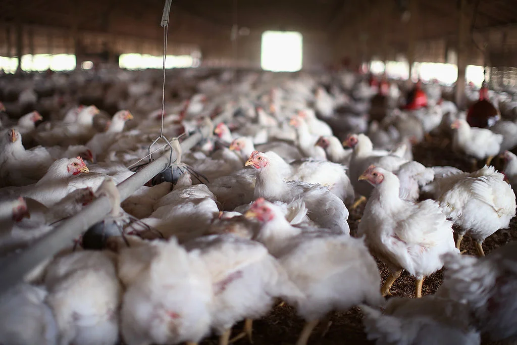 Avian Influenza Crisis Unfolds: culling in Ohio Farm 2023